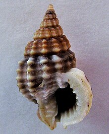 Nassarius tritoniformis 002.jpg