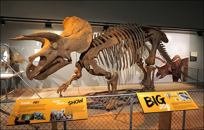 File:National Museum of Natural History August 2018 09 Triceratops 16.jpg