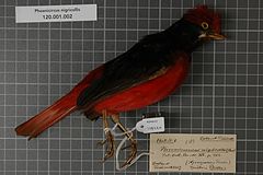 Naturalis Biodiversity Center - RMNH.AVES.129220 1 - Phoenicircus nigricollis Swainson, 1832 - Cotingidae - bird skin specimen.jpeg