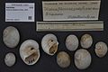 Naturalis Biodiversity Center - RMNH.MOL.190510 - Neverita josephinia Risso, 1826 - Naticidae - Mollusc shell.jpeg
