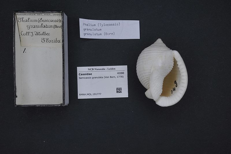 File:Naturalis Biodiversity Center - RMNH.MOL.191777 - Semicassis granulata (Von Born, 1778) - Cassidae - Mollusc shell.jpeg