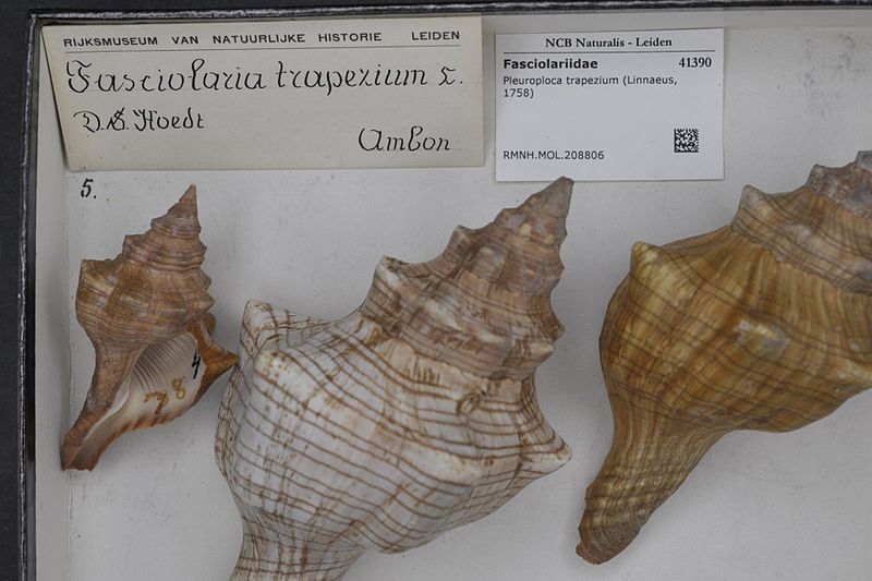 File:Naturalis Biodiversity Center - RMNH.MOL.208806 - Pleuroploca trapezium (Linnaeus, 1758) - Fasciolariidae - Mollusc shell.jpeg