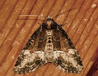 <i>Neoligia subjuncta</i> Species of moth