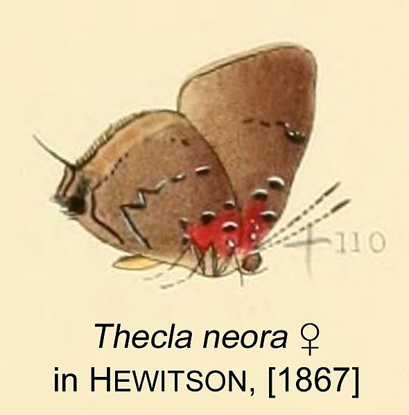 File:NeoraHewitson1867OD.jpg