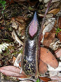 Nepenthes hamata22.jpg