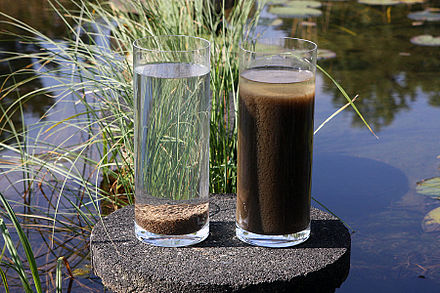 Nereda biomass left and activated sludge after only minutes of settling.jpg