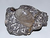Fossilized shell of the Early Devonian - Triassic sea snail Naticopsis Neritopsidae - Naticopsis.JPG