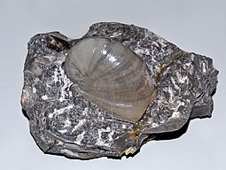 Fossilized shell of the Early Devonian - Triassic sea snail Naticopsis Neritopsidae - Naticopsis.JPG