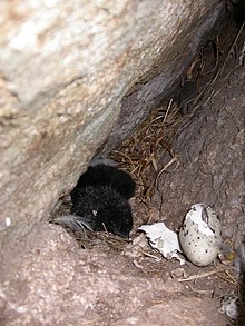 Two pigeon guillemot chicks, one just hatched, in a nesting crevice with eggshell remains. Nesting crevice pigeon guillemot.jpg