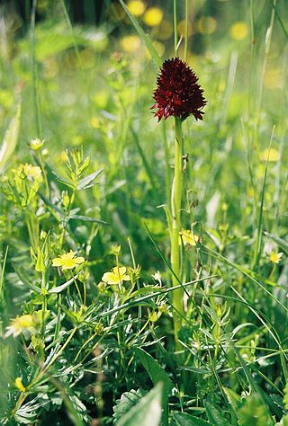 <i>Gymnadenia nigra</i> Species of orchid