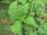 Čeština: Kapradí v přírodní památce Niva u Volduch. Okres Rokycany, Česká republika. English: Leptosporangiate fern in natural monument Niva u Volduch, Rokycany District, Czech Republic.