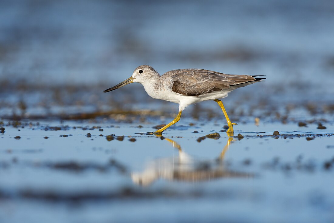 Nordmann's greenshank