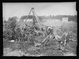 Bruk av stubbebryter for å rydde tidligere skog til åkerjord ved Landbrukshøyskolen på Ås i Akershus, trolig på 1920-tallet. Foto: Narve Skarpmoen / Nasjonalbibliotekets bildesamling