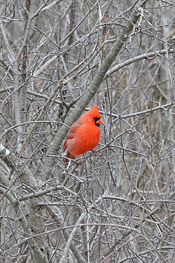 Northern Cardinal (Cardinalis cardinalis), Male