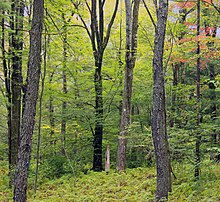 Austin T. Blakeslee Natural Area, Monroe County, Pennsylvania. Northern Hardwood Forest (1) (21178820598).jpg