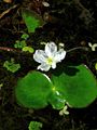 February 5: the aquatic plant Nymphoides hydrophylla