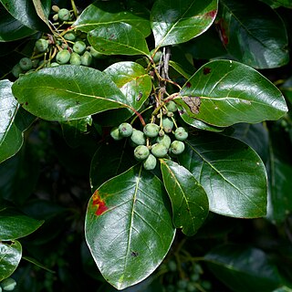 <i>Nyssa sylvatica</i> Species of tree