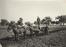 Carting posts at Oban, New South Wales Soldiers Settlement ObanSoldiersSettlementEstateCartingPosts.jpg