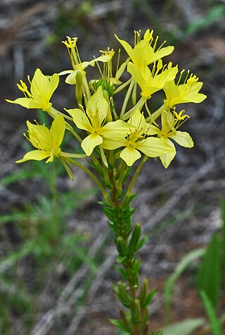 <i>Oenothera clelandii</i> Species of plant