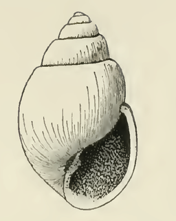 <i>Odostomia subglobosa</i> Species of gastropod