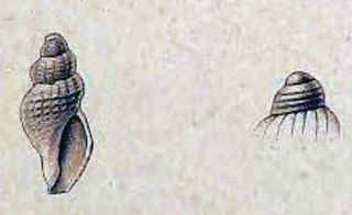 <i>Oenopota koreni</i> Species of gastropod