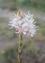 Thumbnail for Oenothera glaucifolia