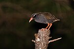 Okinawa rail at night.jpg