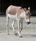 Miniatura para Equus hemionus onager