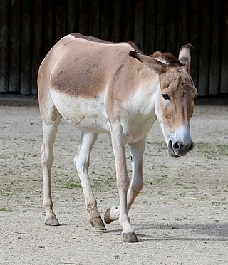 <span class="mw-page-title-main">Persian onager</span> Subspecies of mammal