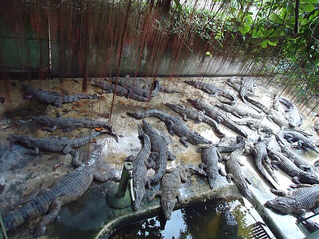 Crocodile farming in Papua New Guinea
