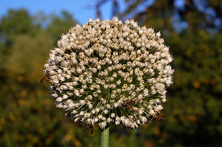 Onion flowers