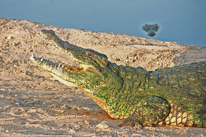 File:Open mouth Crocodile.jpg