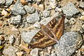 * Nomination Open wing mud puddling behaviour of Euthalia alpheda (Godart, 1824) - Streaked Baron --ManaskaMukhopadhyay 05:00, 17 October 2022 (UTC) * Promotion  Support Good quality. --Drow male 05:00, 17 October 2022 (UTC)