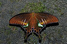 Самец Papilio bianor ganesa