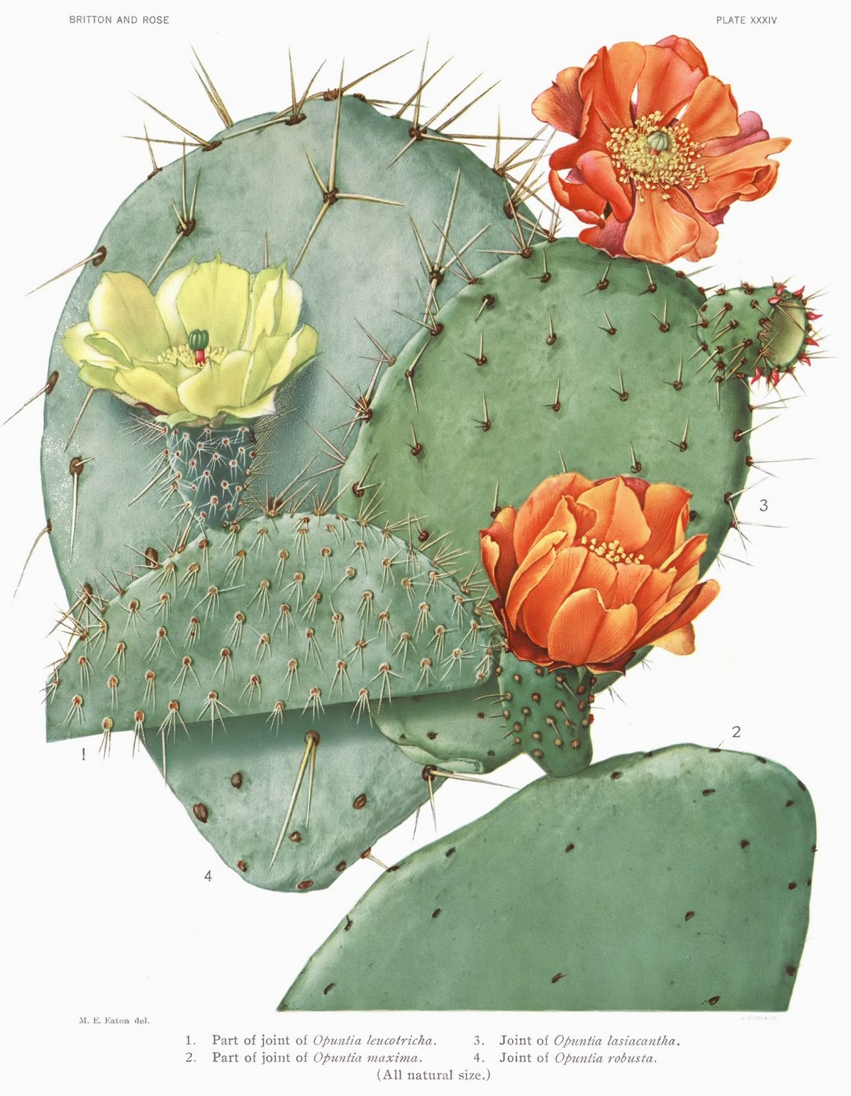 What are the characteristics of a prickly pear?