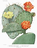 Opuntia species