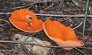 Aleuria aurantia (Orange Peel Fungus)