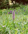 Orchis militaris Germany - Schwäbisch-Fränkischer Wald Background: Dactylorhiza majalis