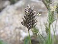 Oreochloa disticha Tatra Mountains