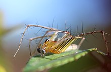 Oxyopes macilentus (14511326832).jpg