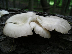 Oyster mushroom log.jpg