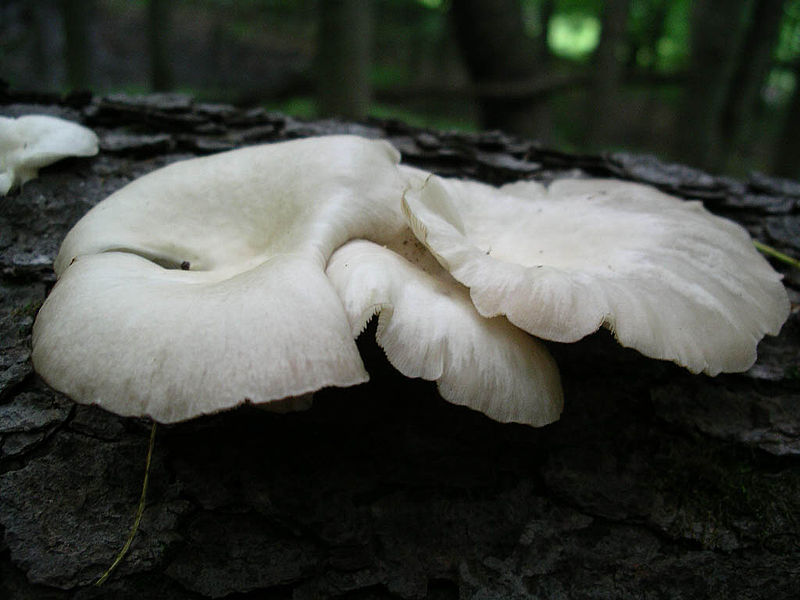 File:Oyster mushroom log.jpg