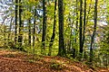 * Nomination Autumnal beech grove at the forest trail Glorietteweg in Leonstein, Pörtschach, Carinthia, Austria -- Johann Jaritz 03:15, 8 November 2022 (UTC) * Promotion  Support Good quality. --Acroterion 03:26, 8 November 2022 (UTC)