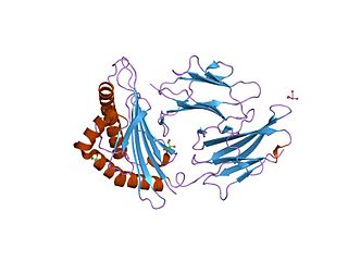 VIPR1 protein-coding gene in the species Homo sapiens