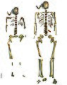 Das Bild zeigt die Skelette von einer Frau und einem Mann. Beide sind fast vollständig erhalten.
