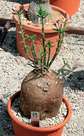 Pachypodium succulentum Pachypodium succulentum Succulents exhibition in Botanical Garden of Charles University 2016.jpg