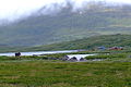 En Sami-saarep uun't sweedsk beragtundra (fjell)