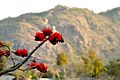 Palash flower.jpg