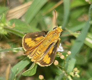 <i>Telicota colon</i> Species of butterfly
