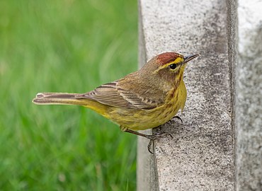 Palm warbler at Greenwood Cemetery in New York